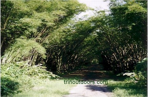 bamboo cathedral.jpg (62971 bytes)